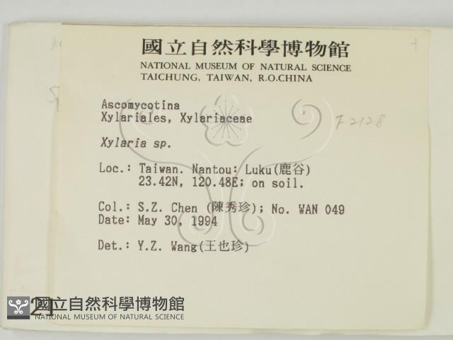 炭角菌屬藏品圖，第2張