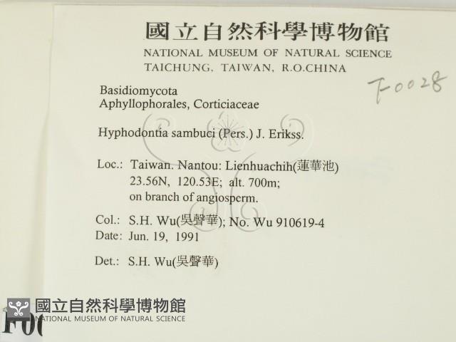冇骨消絲齒菌藏品圖，第2張