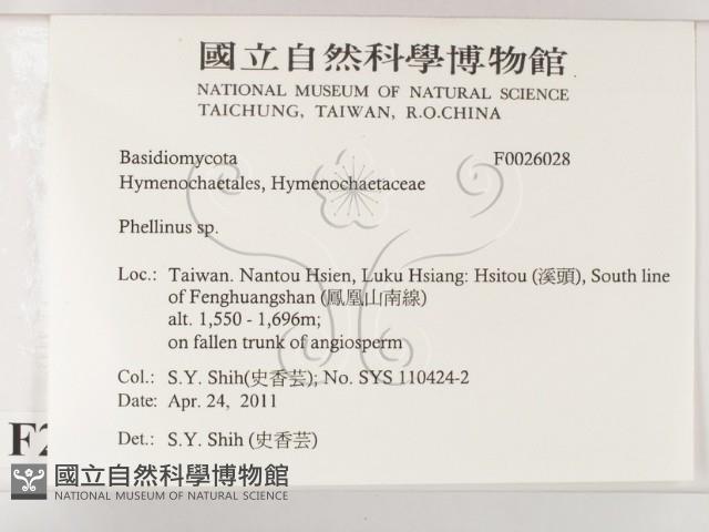 木層孔菌屬藏品圖，第2張