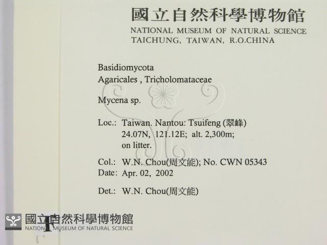 小菇屬藏品圖，第2張