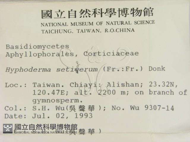 剛毛絲皮菌藏品圖，第2張
