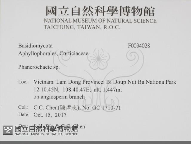 顯絲菌屬藏品圖，第2張