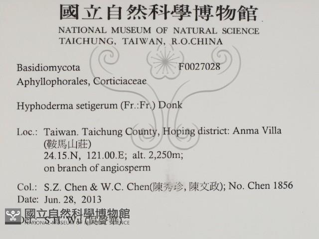 剛毛絲皮菌藏品圖，第2張