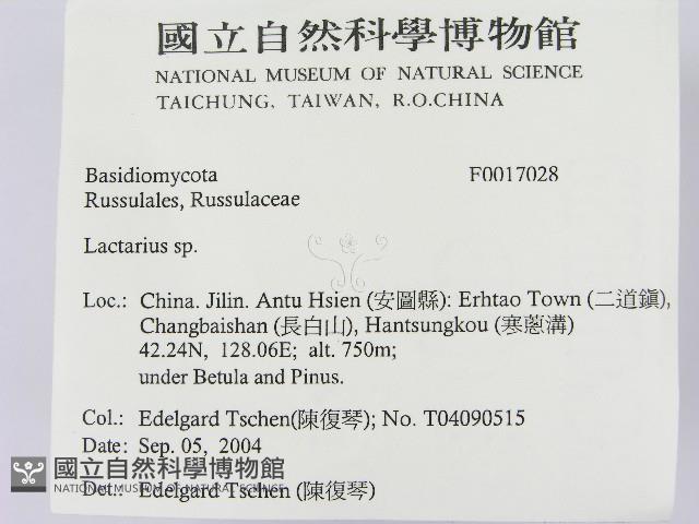 乳菇屬藏品圖，第2張