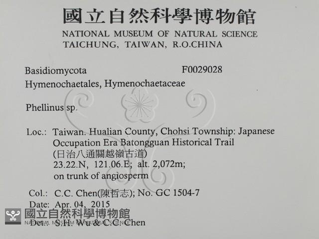 木層孔菌屬藏品圖，第2張