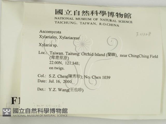 炭角菌屬藏品圖，第2張