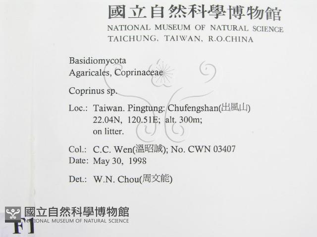 鬼傘屬藏品圖，第2張
