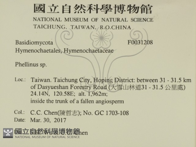 木層孔菌屬藏品圖，第2張