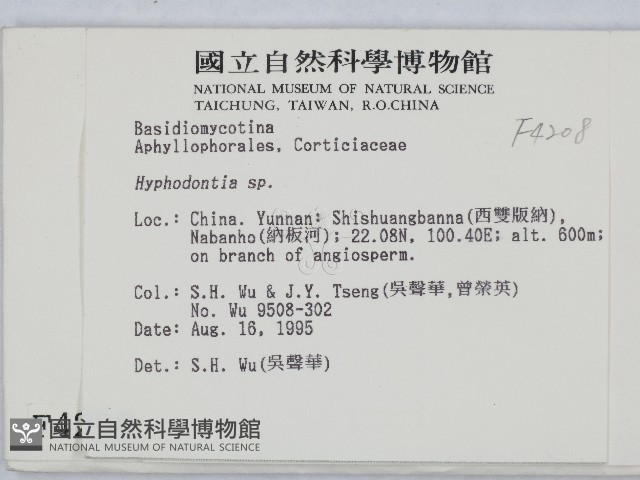 絲齒菌屬藏品圖，第2張