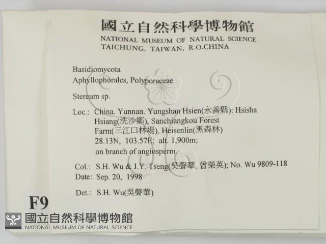 韌革菌屬藏品圖，第2張