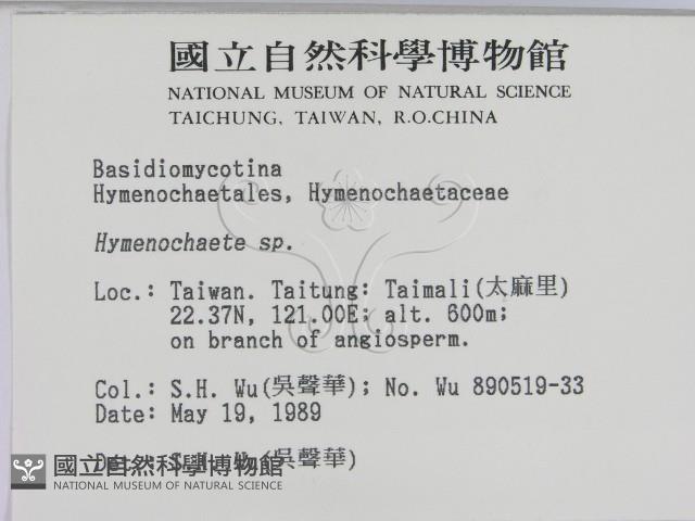 刺革菌屬藏品圖，第2張