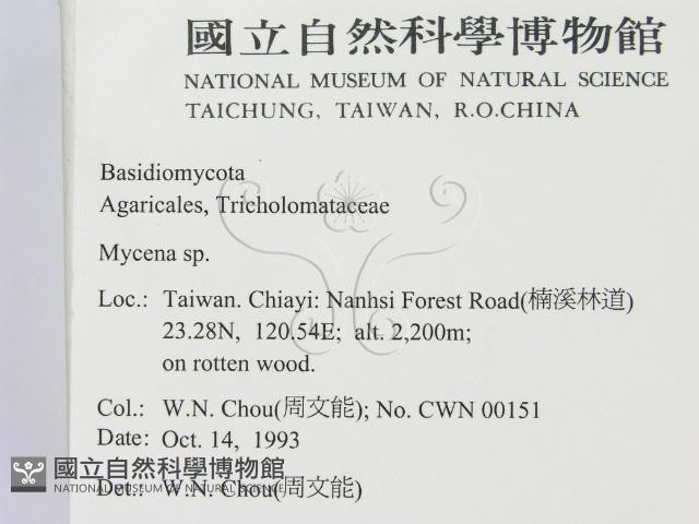 小菇屬藏品圖，第2張