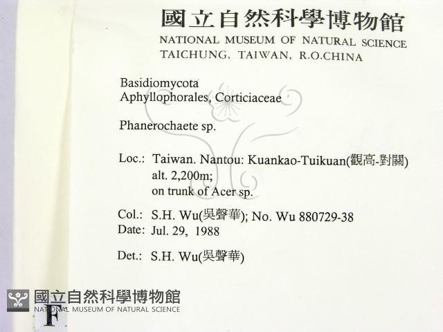 顯絲菌屬藏品圖，第2張