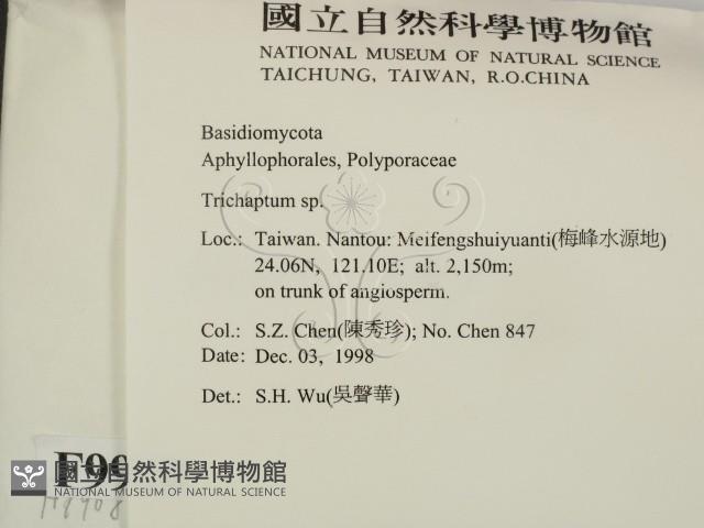 附毛菌屬藏品圖，第2張