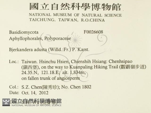 煙管菌藏品圖，第2張