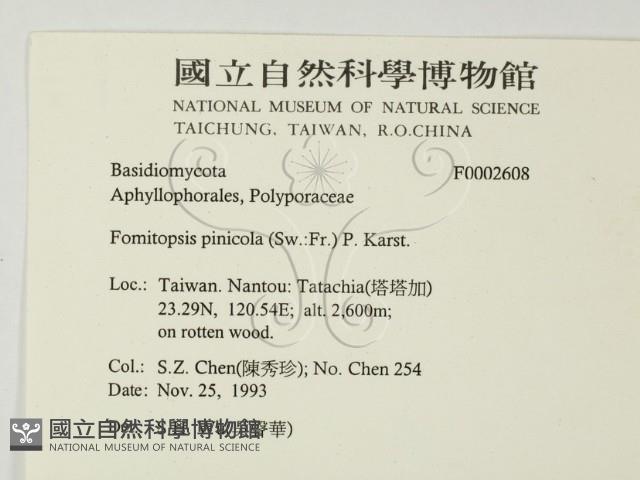 松生擬層孔菌藏品圖，第2張