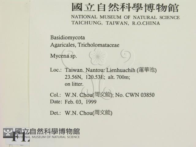 小菇屬藏品圖，第2張