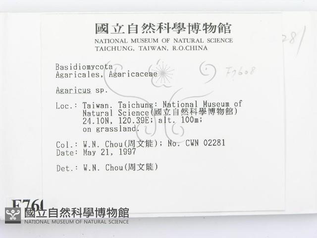 傘菌屬藏品圖，第2張