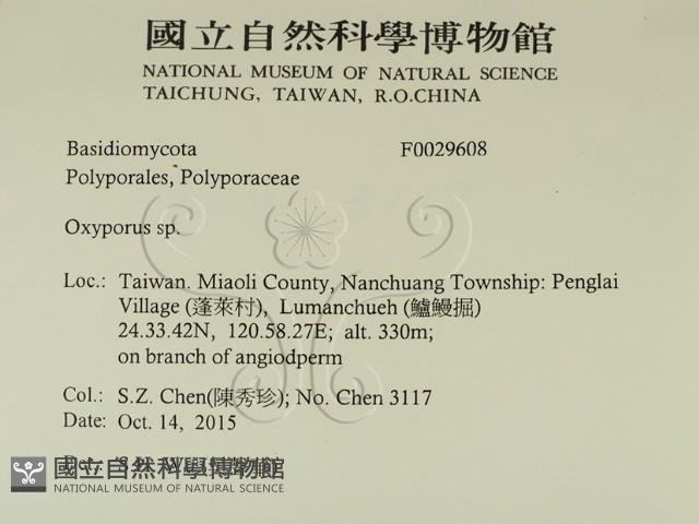 銳孔菌屬藏品圖，第2張