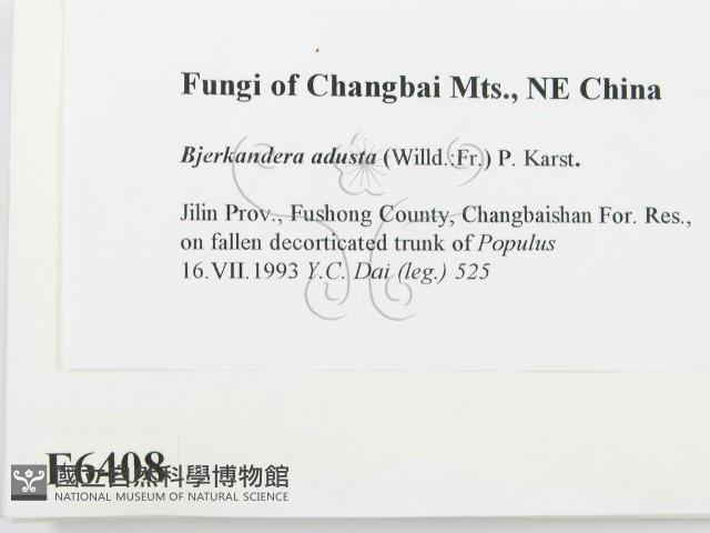 煙管菌藏品圖，第2張