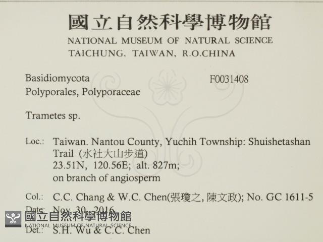 栓菌屬藏品圖，第2張