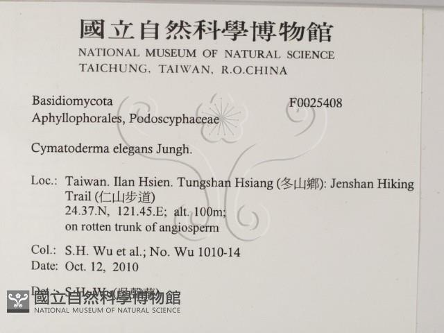 優雅波邊革菌藏品圖，第2張