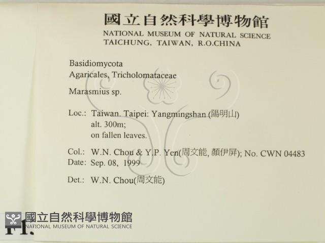小皮傘屬藏品圖，第2張