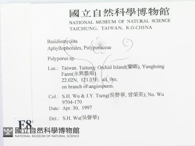 多孔菌屬藏品圖，第2張