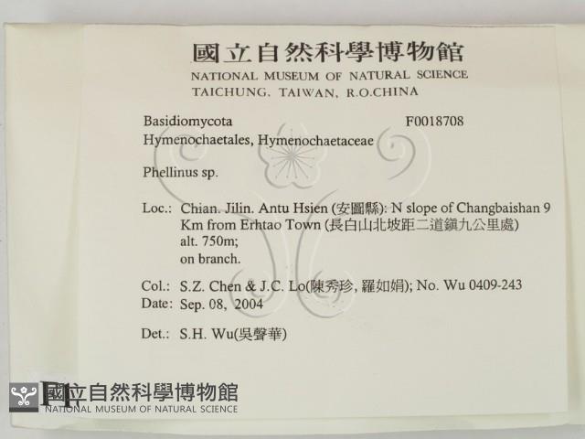 木層孔菌屬藏品圖，第2張