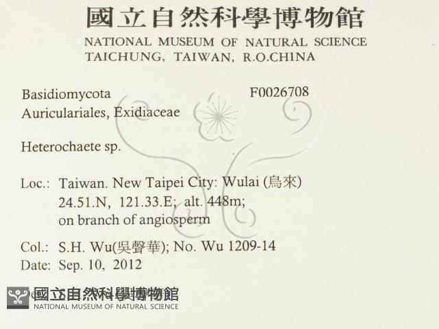 刺皮菌屬藏品圖，第2張