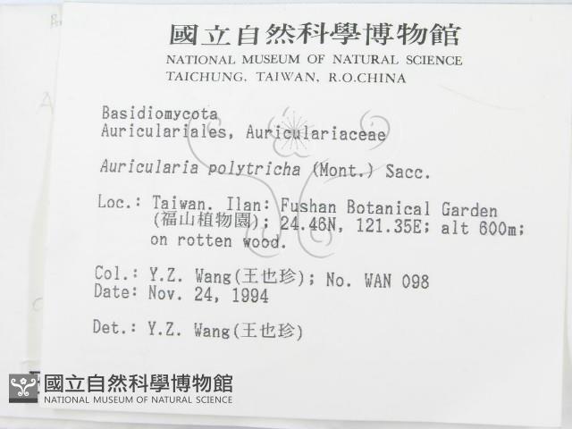 毛木耳藏品圖，第2張