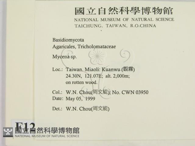 小菇屬藏品圖，第2張