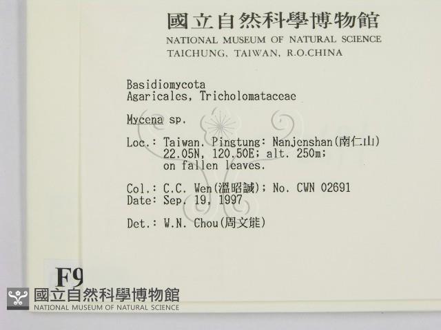 小菇屬藏品圖，第2張