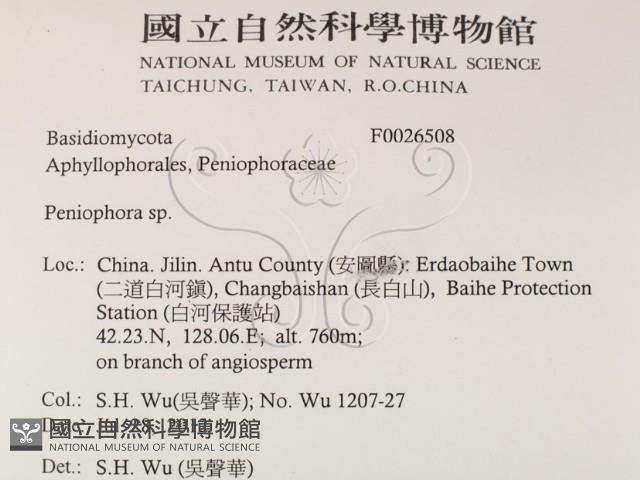 筍殼菌屬藏品圖，第2張