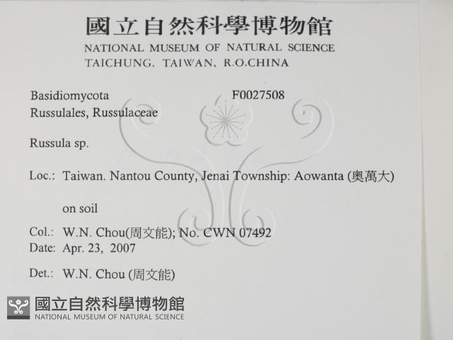 紅菇屬藏品圖，第2張