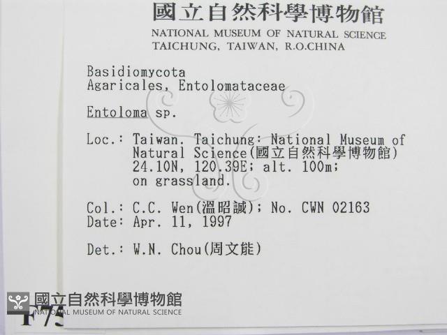 粉褶菌屬藏品圖，第2張
