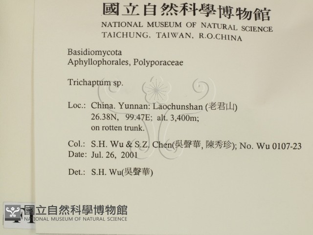 附毛菌屬藏品圖，第2張