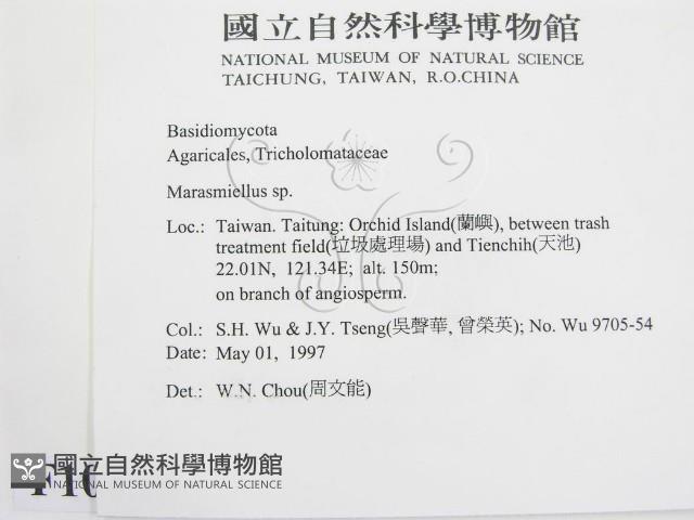 微皮傘屬藏品圖，第2張