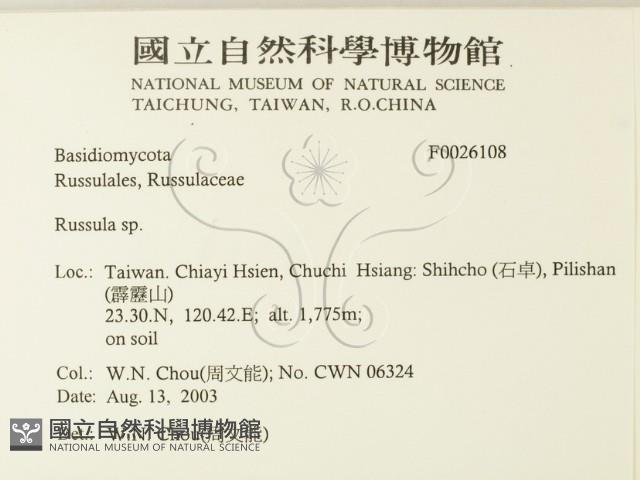 紅菇屬藏品圖，第2張
