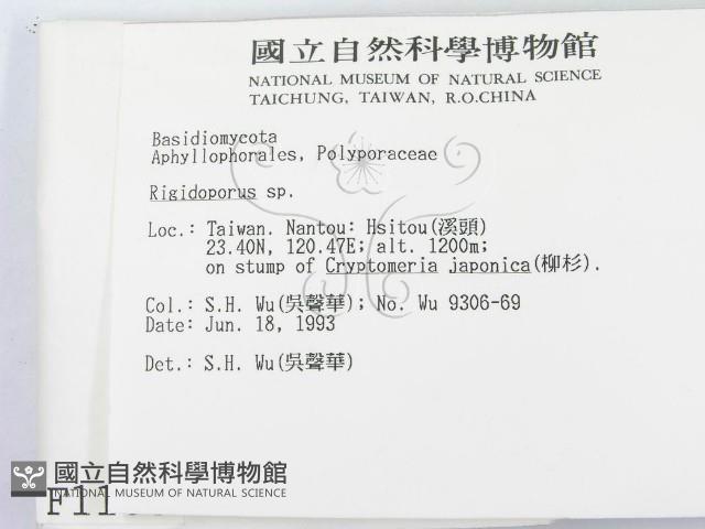 硬孔菌屬藏品圖，第2張