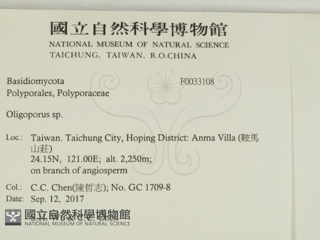 寡孔菌屬藏品圖，第2張