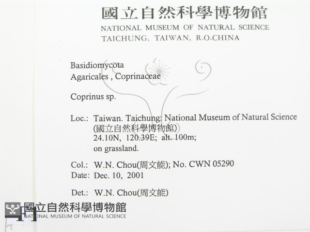 鬼傘屬藏品圖，第2張