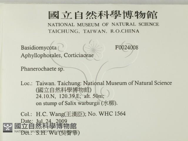 顯絲菌屬藏品圖，第2張