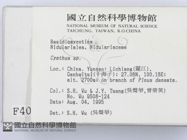 黑蛋巢菌屬藏品圖，第2張