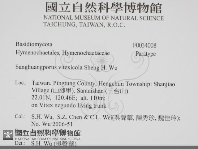 黃荊桑黃藏品圖，第2張