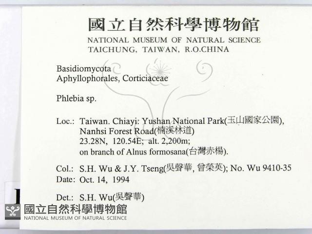 射脈菌屬藏品圖，第2張