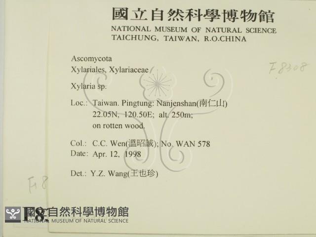 炭角菌屬藏品圖，第2張