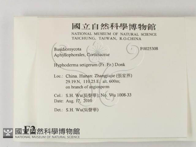 剛毛絲皮菌藏品圖，第2張