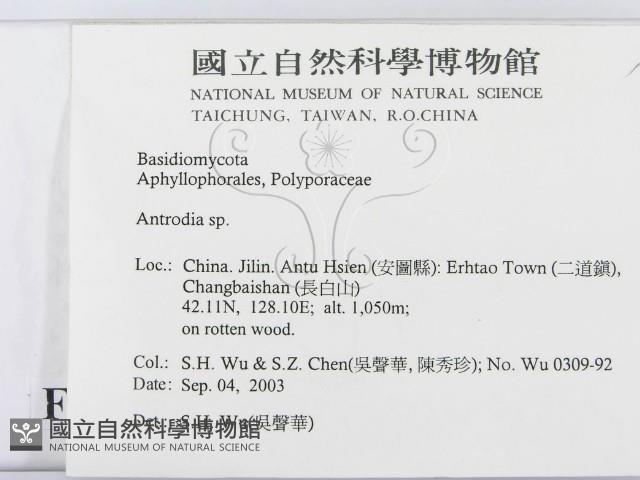 薄孔菌屬藏品圖，第2張