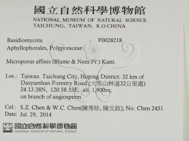 相鄰小孔菌藏品圖，第2張